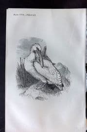 Beeton 1870 Antique Bird Print. Pelican 107