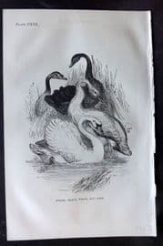 Beeton 1870 Antique Bird Print. Swans, Black, White, and Tame 121