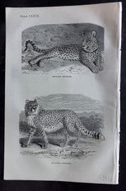 Beeton 1870 Antique Print. African Leopard. Hunting Leopard 79
