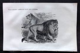 Beeton 1870 Antique Print. African Lion and Lioness 82