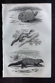 Beeton 1870 Antique Print. Alpine Marmot, Pine Marten, Fisher Marten 83