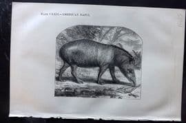 Beeton 1870 Antique Print. American Tapir 122