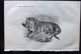Beeton 1870 Antique Print. Bengal Tiger 124