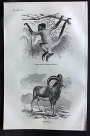 Beeton 1870 Antique Print. Black Faced Spider Monkey, Moufflon 90