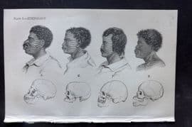 Beeton 1870 Antique Print. Ethnology - Skulls. African, Asian 50