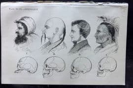 Beeton 1870 Antique Print. Ethnology - Skulls. Caucasian, North American 49