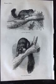 Beeton 1870 Antique Print. Flying & Malabar Squirrel 120