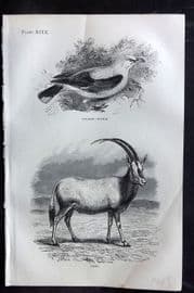 Beeton 1870 Antique Print. Golden Oriole, Oryx 99