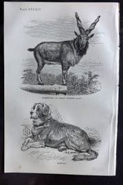 Beeton 1870 Antique Print. Markhoor, Great Horned Goat & Mastiff Dog 84