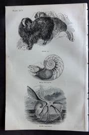 Beeton 1870 Antique Print. Musk Ox, True Nautilus, Paper Nautilus 95