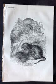 Beeton 1870 Antique Print. Norway & Water Rats 112