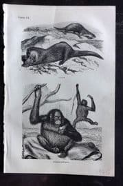 Beeton 1870 Antique Print. Otter, Orangutan 101