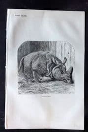Beeton 1870 Antique Print. Rhinoceros 113