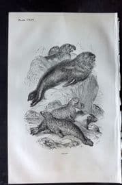 Beeton 1870 Antique Print. Seals 114