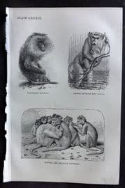 Beeton 1870 Antique Print. Wanderoo, Rhesus, Bonnet & Macaque Monkey 89