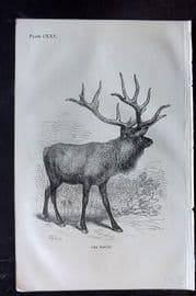 Beeton 1870 Antique Print. Wapiti 125