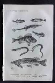 Beeton 1870 Print. Stickleback, Bullhead, Perch, Eel, Lampern, Pike Fish 71