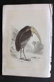 Bicknell C1855 Antique Bird Print. Adjutant