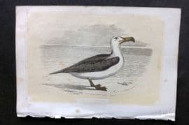 Bicknell C1855 Antique Bird Print. Albatross
