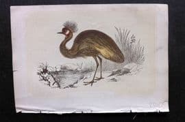 Bicknell C1855 Antique Bird Print. Balearic Crane