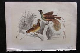 Bicknell C1855 Antique Bird Print. Birds of Paradise