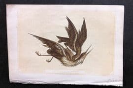 Bicknell C1855 Antique Bird Print. Bittern & Hawk