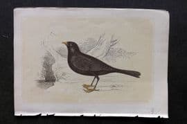 Bicknell C1855 Antique Bird Print. Blackbird