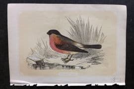 Bicknell C1855 Antique Bird Print. Bullfinch