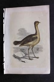 Bicknell C1855 Antique Bird Print. Bustard