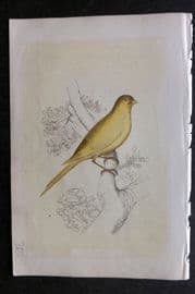 Bicknell C1855 Antique Bird Print. Canary