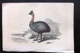 Bicknell C1855 Antique Bird Print. Cassowary