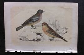 Bicknell C1855 Antique Bird Print. Chaffinch & Redpole