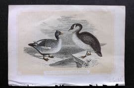 Bicknell C1855 Antique Bird Print. Common & Canadian Goose