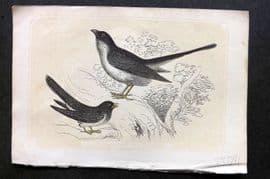 Bicknell C1855 Antique Bird Print. Common & Egyptian Cuckoos