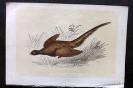 Bicknell C1855 Antique Bird Print. Common Pheasant