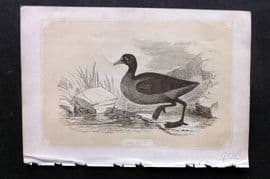 Bicknell C1855 Antique Bird Print. Coot