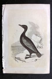 Bicknell C1855 Antique Bird Print. Cormorant