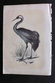 Bicknell C1855 Antique Bird Print. Crane