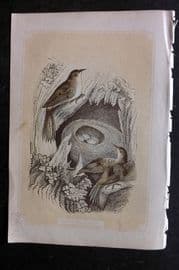 Bicknell C1855 Antique Bird Print. Creepers & Nest
