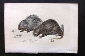 Bicknell C1855 Antique Print. African & Brazillian Porcupine