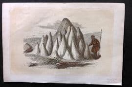 Bicknell C1855 Antique Print. Ant Hills