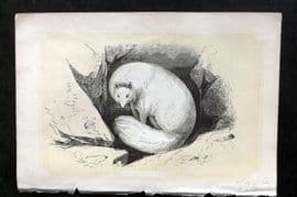 Bicknell C1855 Antique Print. Arctic Fox