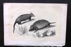 Bicknell C1855 Antique Print. Armadillo