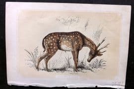 Bicknell C1855 Antique Print. Axis Deer
