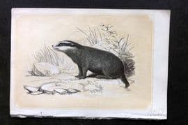 Bicknell C1855 Antique Print. Badger