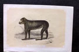 Bicknell C1855 Antique Print. Barbary Ape