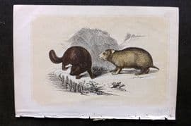 Bicknell C1855 Antique Print. Beaver & Hamster