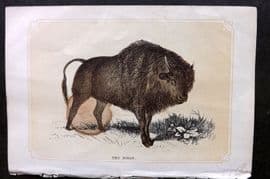 Bicknell C1855 Antique Print. Bison