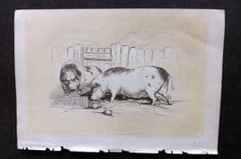 Bicknell C1855 Antique Print. Boar & Sow