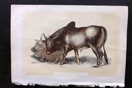 Bicknell C1855 Antique Print. Brahmin Bull